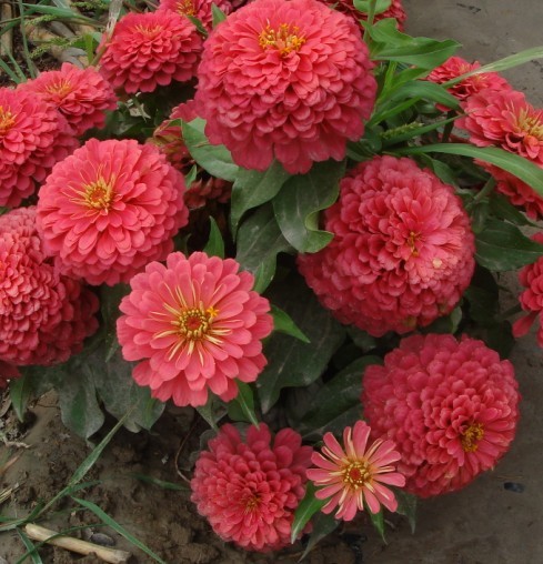 百日草花种子