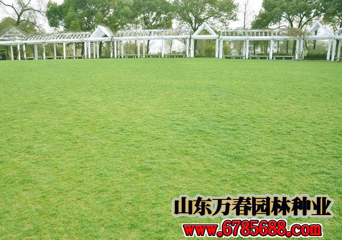 小区绿化草种