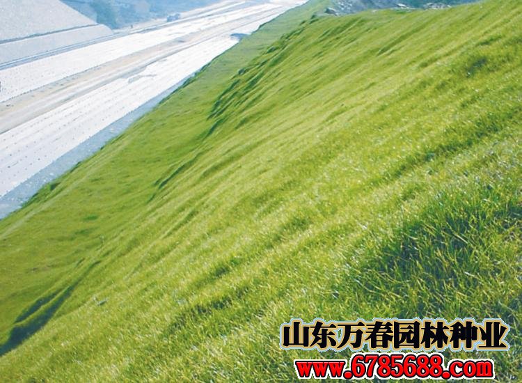 冷季型草坪品种有哪些