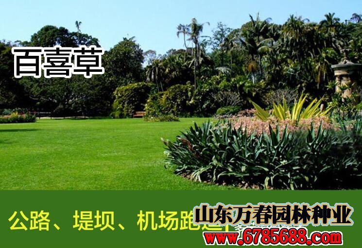 耐旱耐寒四季常绿的草坪草籽有哪些