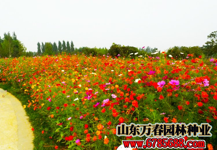 公园绿化草坪品种有哪些