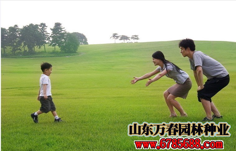 公园绿化草坪品种有哪些