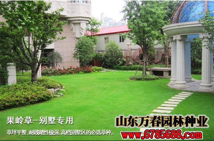 厂区绿化草坪草籽有哪些