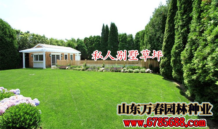 厂区绿化草坪草籽有哪些