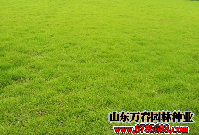 厂区绿化草坪草籽有哪些