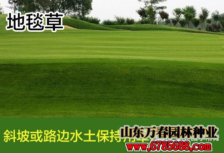 屋顶花园适合种植哪些草坪草籽