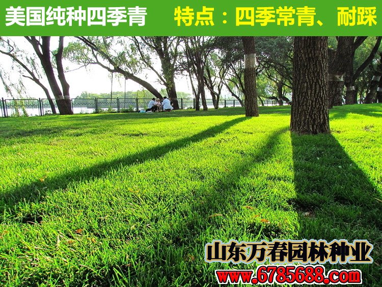 屋顶花园适合种植哪些草坪草籽