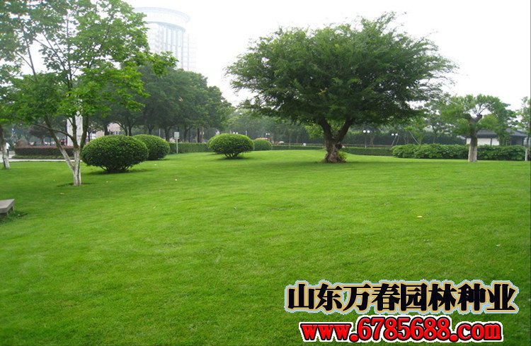 屋顶花园适合种植哪些草坪草籽