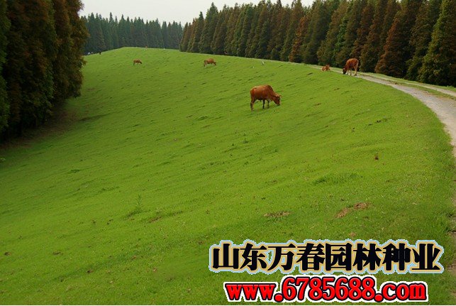 混播的绿化草坪品种有哪些