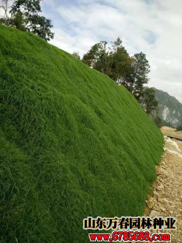 混播的绿化草坪品种有哪些