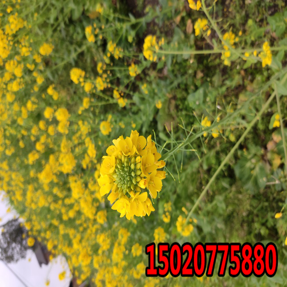 广西高速公路边坡绿化