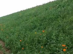 草坪种子护坡王