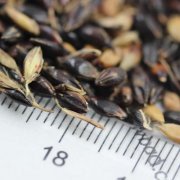 苏丹草适合什么时候播种