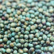 介绍甜高粱的简单栽培方法，看完就学会！