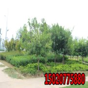 公园适合种植什么草种子？