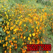草种子夏天播种多久发芽？
