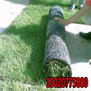 高羊茅草种子和狗牙根种子混播效果怎么样?