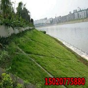 园林绿化用什么品种的草坪？