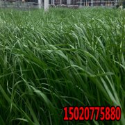 黑麦草和百慕大草种子怎么混播？