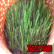 在北方种植黑麦草需要注意什么？